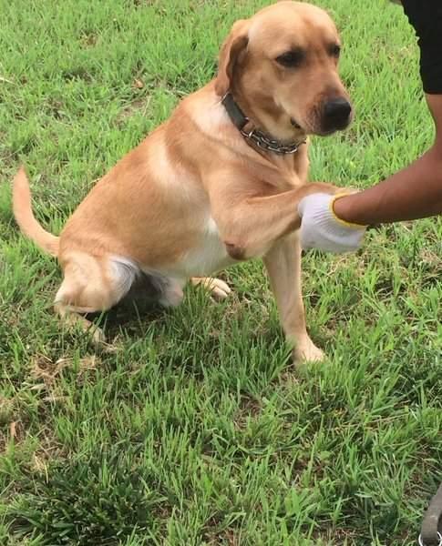 国产狗的电视剧大全视频,萌宠相伴，欢乐无限