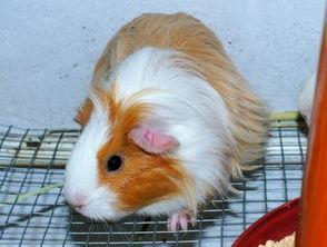 国产荷兰猪长大后的视频,国产萌宠蜕变全过程