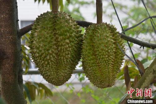 国产树上榴莲开果视频,自然奇观与农业创新的完美结合